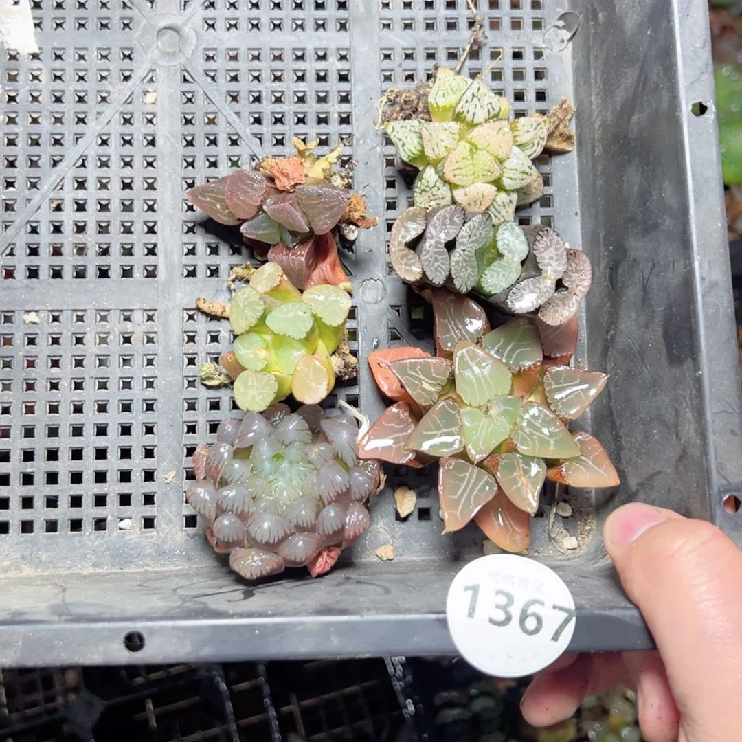 花*生1367多肉植物，