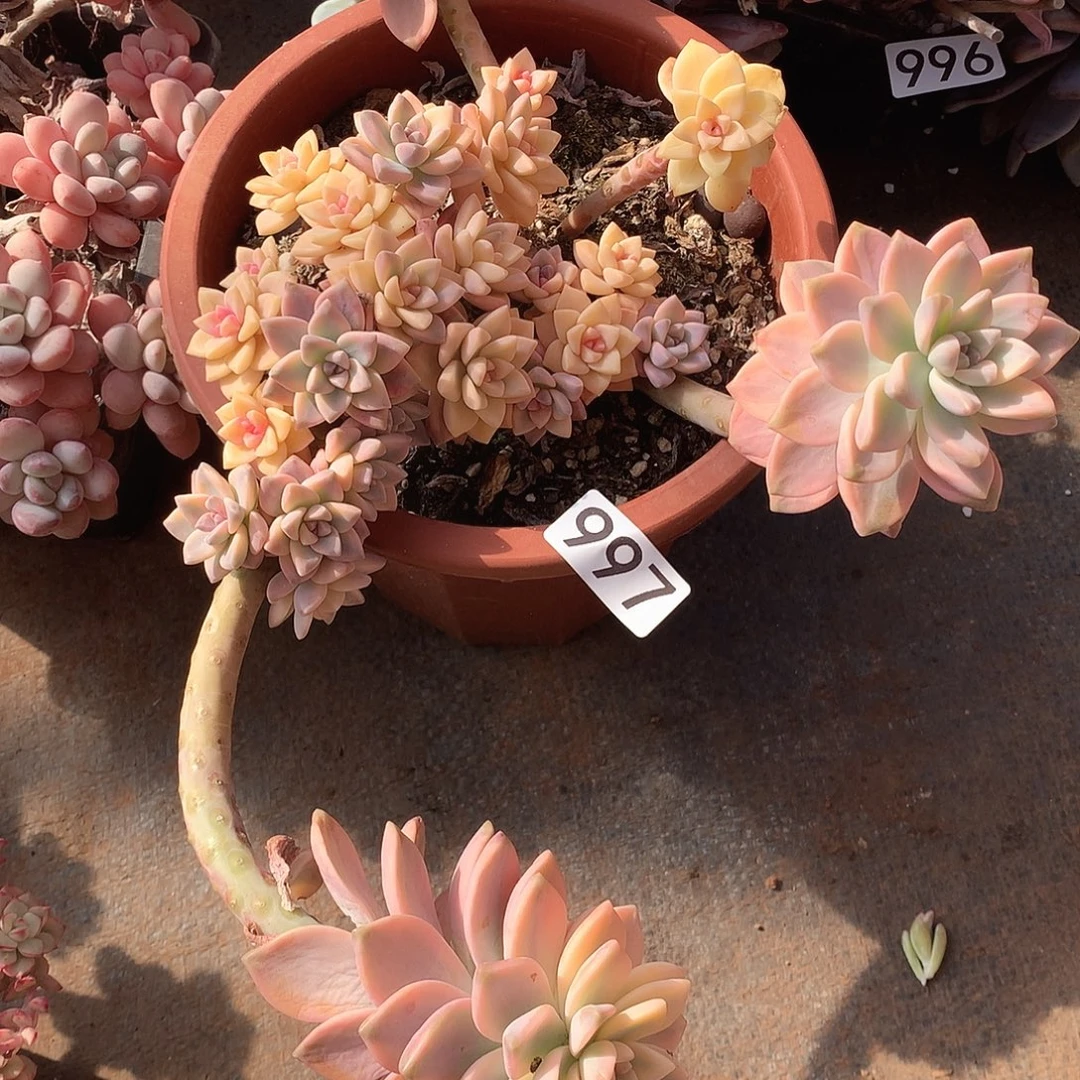 997 一物一拍多肉