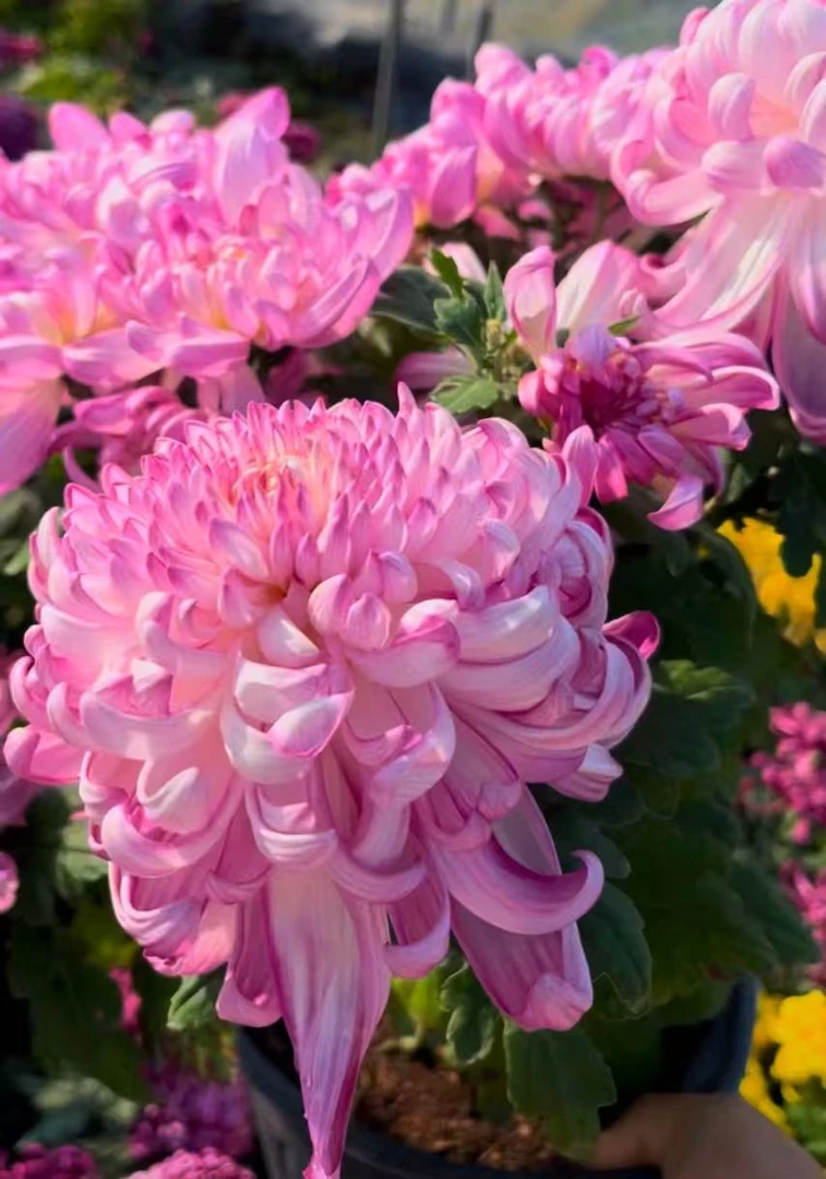 华严的龙菊花苗耐寒耐热阳台庭院地栽