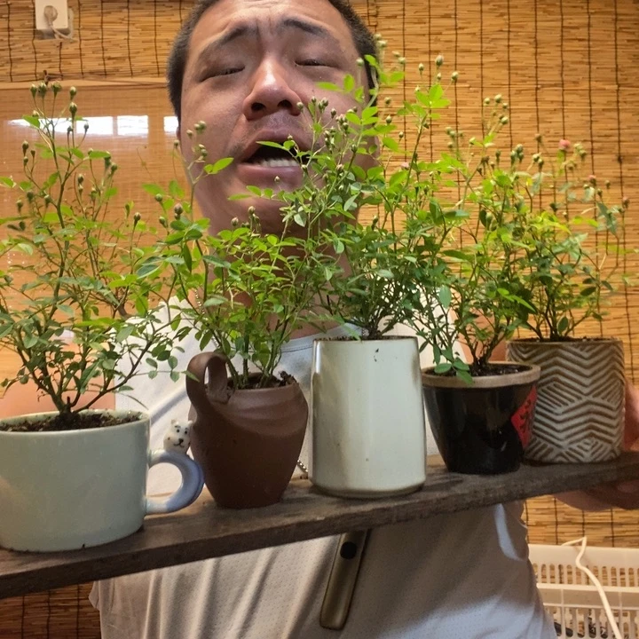 圆托淡粉月季一盆器型随缘带盆发货
