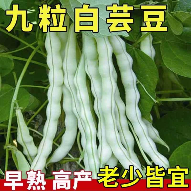 【九粒白芸豆种子】摘不败高产早熟豆角菜籽四季种植豇豆子蔬菜种子