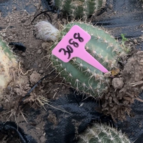 清清41毛花柱微瑕3088