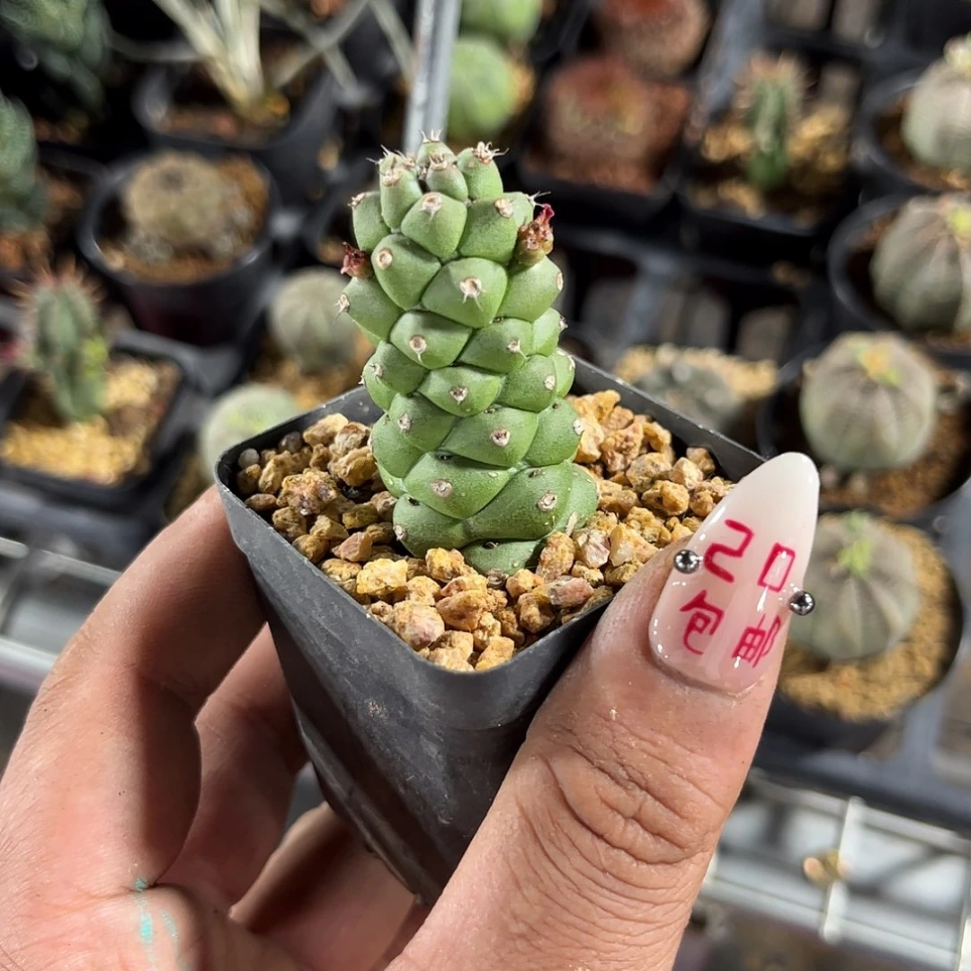 将军阁单头发货有根发货