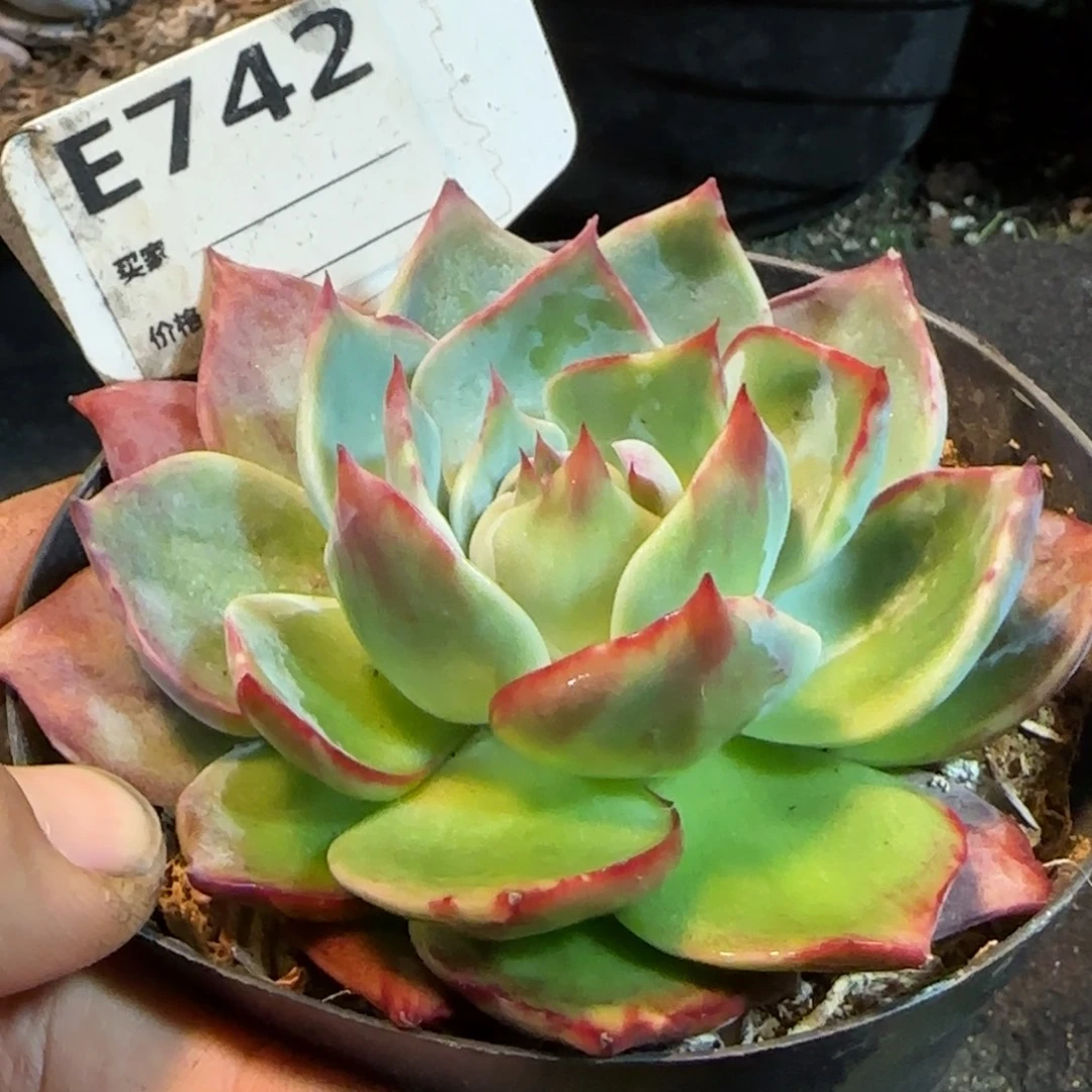 惊鸿一物一拍包装收缩花旱742