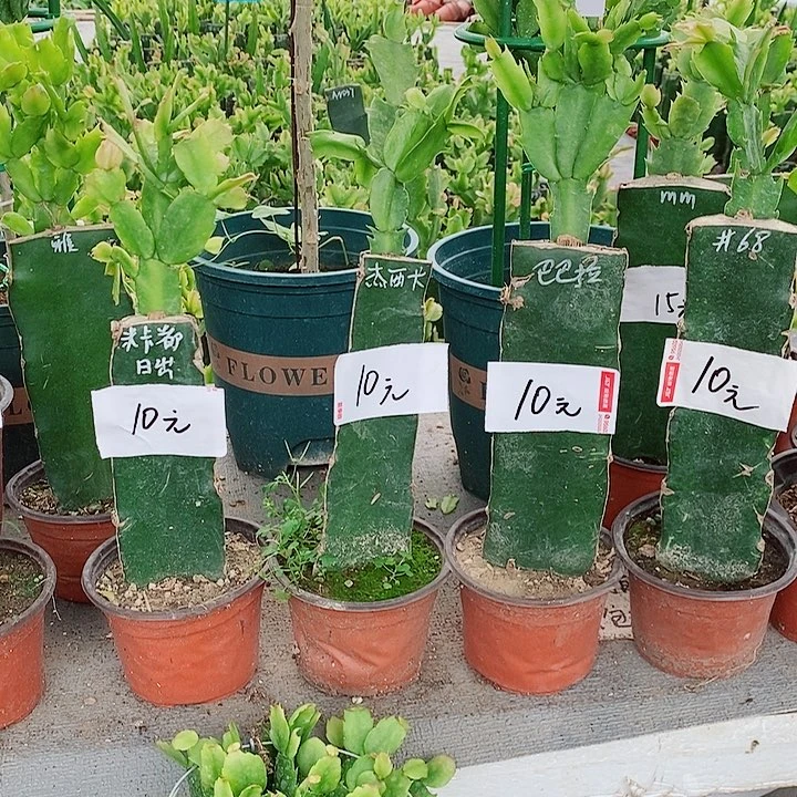 飞***扬完全开放杰西卡➕芭芭拉女王福利