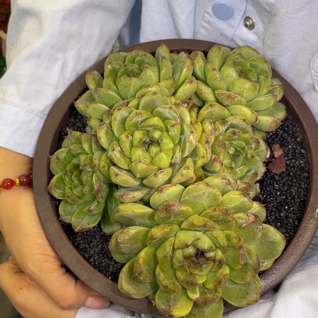 多肉植物盆栽多肉植物