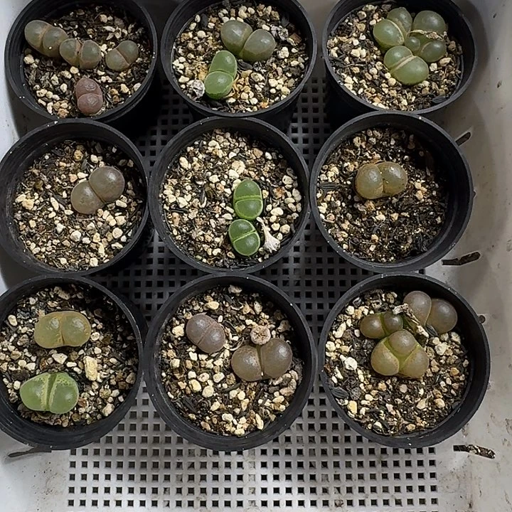 老马生石花风铃混1862