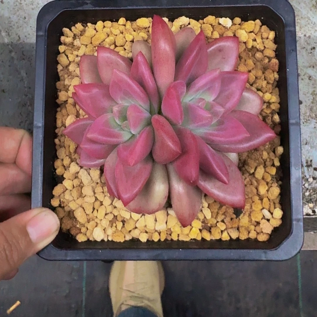 赫菲斯托 3头一物一拍