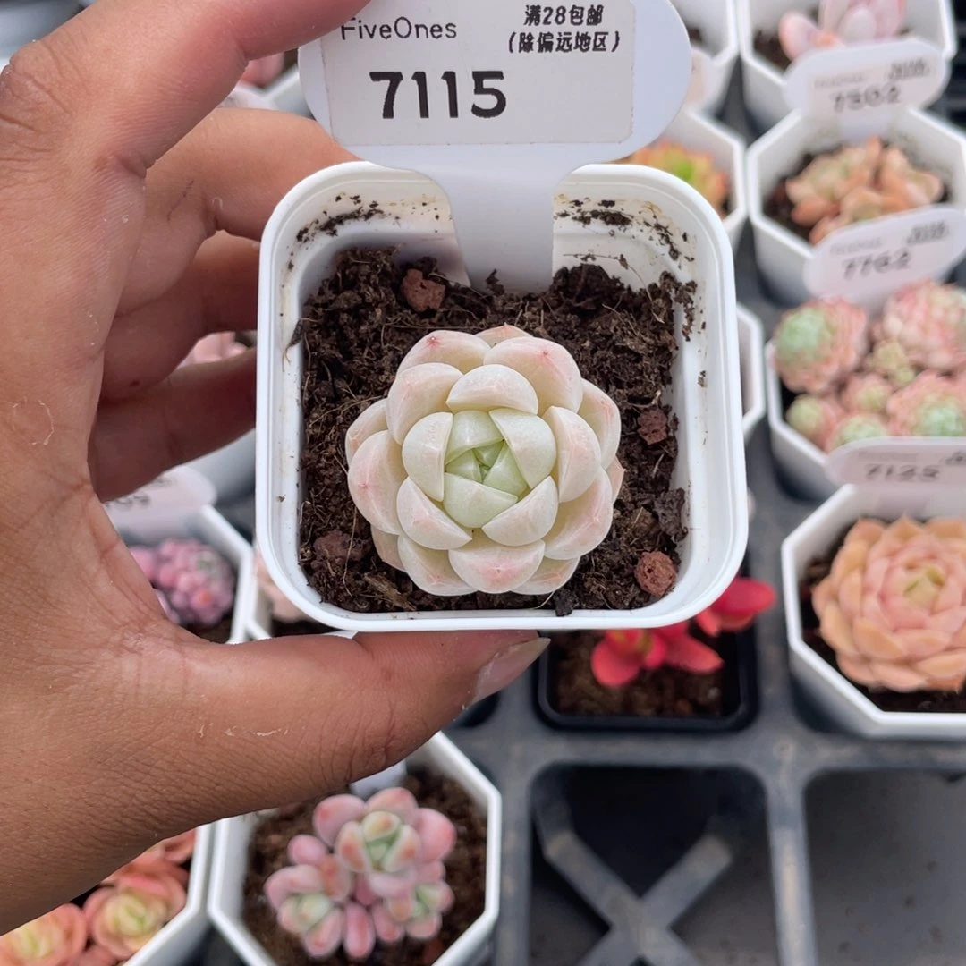 7115白桃汽水4.0厘米