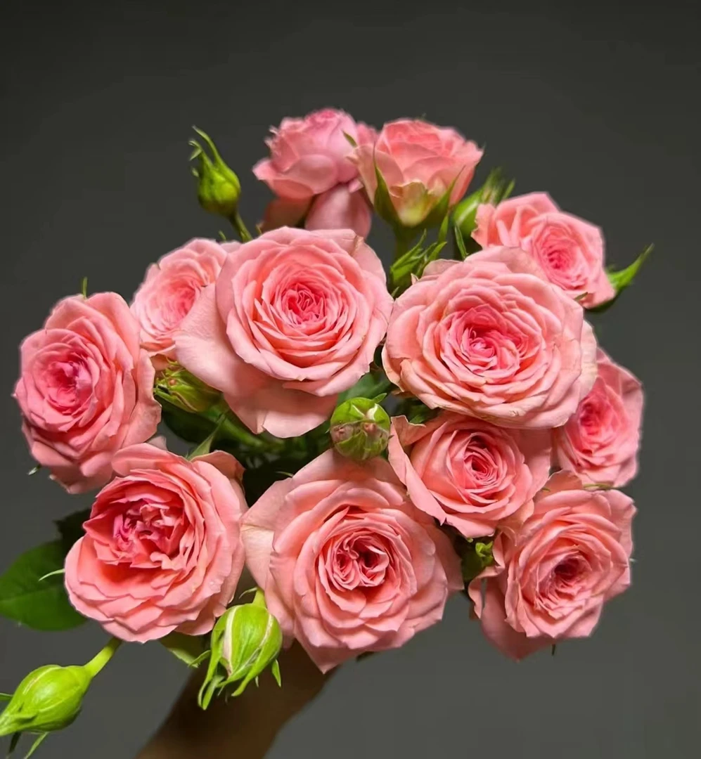 《新手四盆组合》福利款春季精品月季露天苗大花浓香四季开花