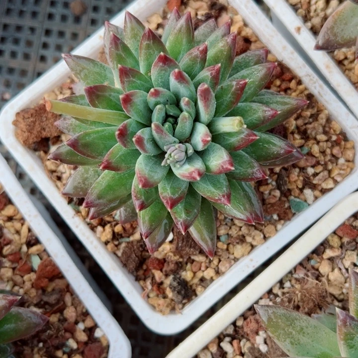 精品多肉植物老桩