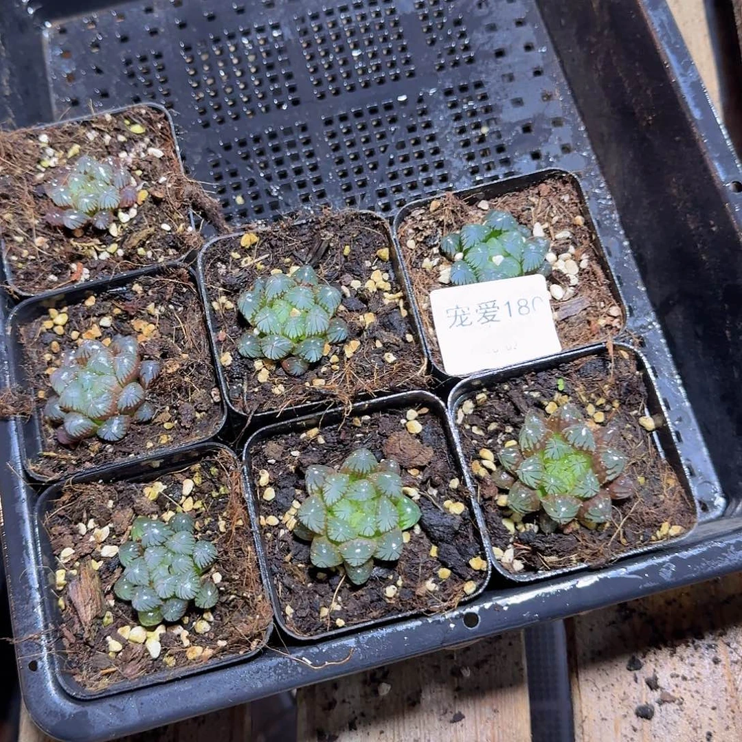 直播福利一物一拍180