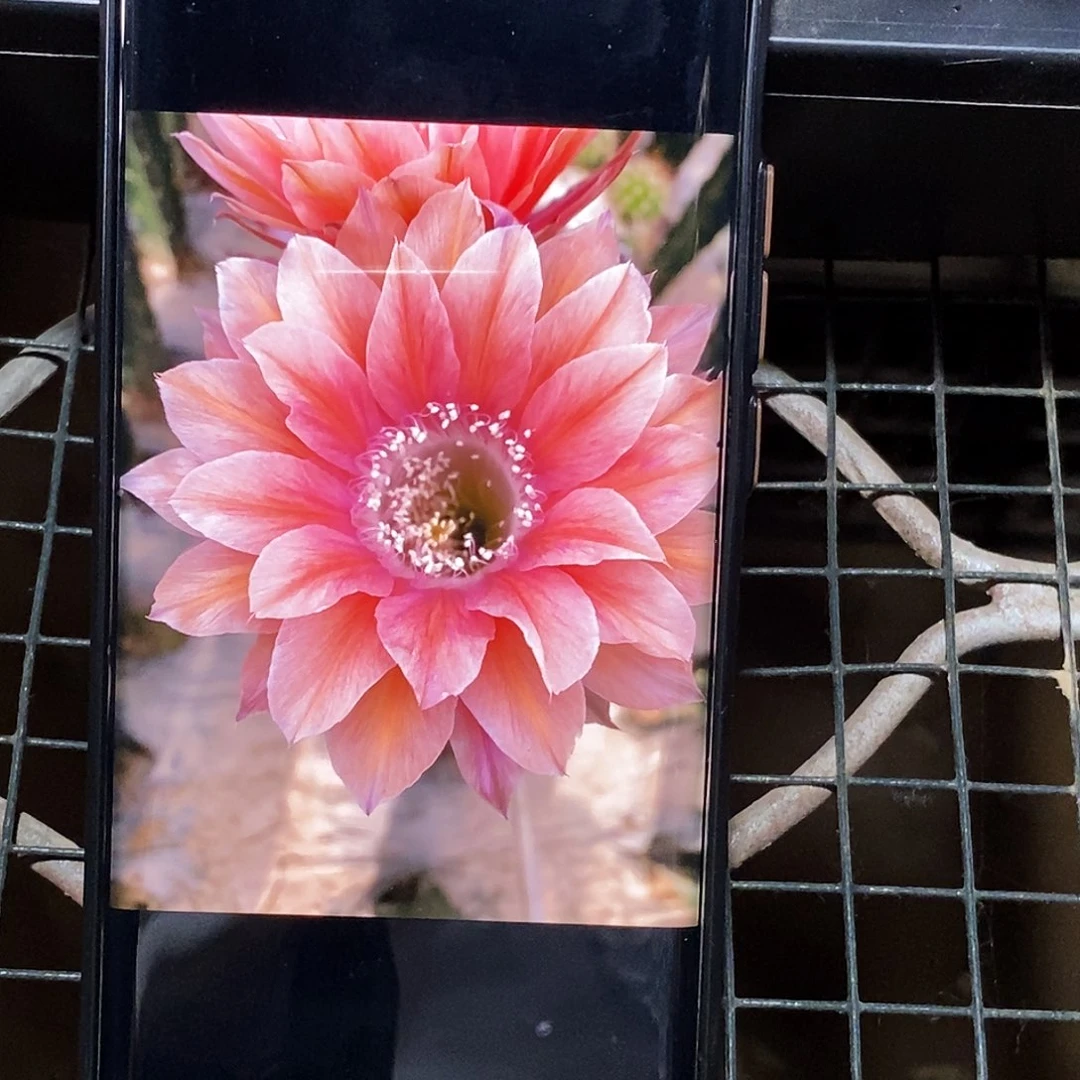 彩 遐想2侧芽歪20包邮/5公分