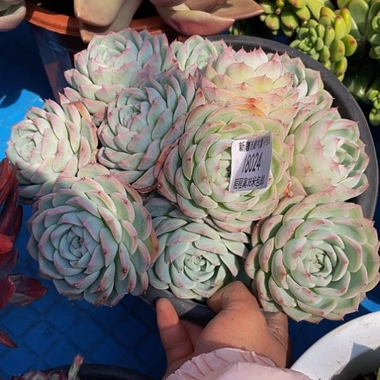 暖*粉水晶18024多肉