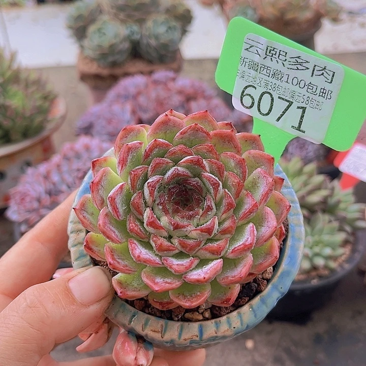 6071女王麦秆杂。