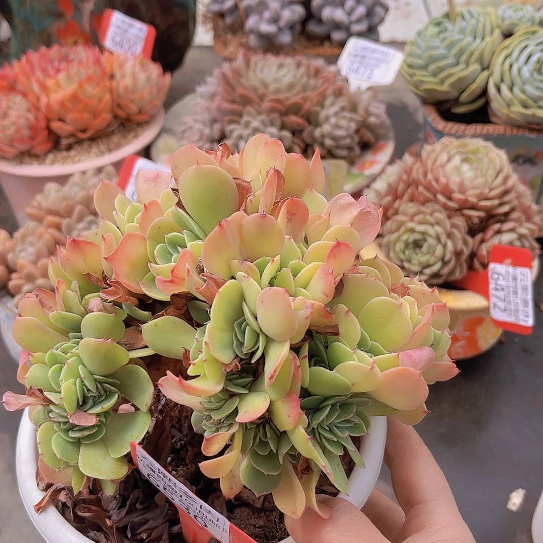 6530艾斯梅兰达。