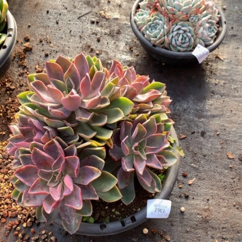 你**贝1362紫气东来多肉