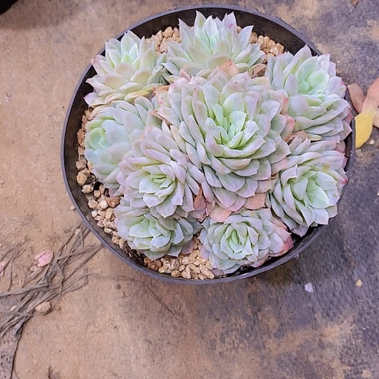 我***牛泡泡沙群多肉植物