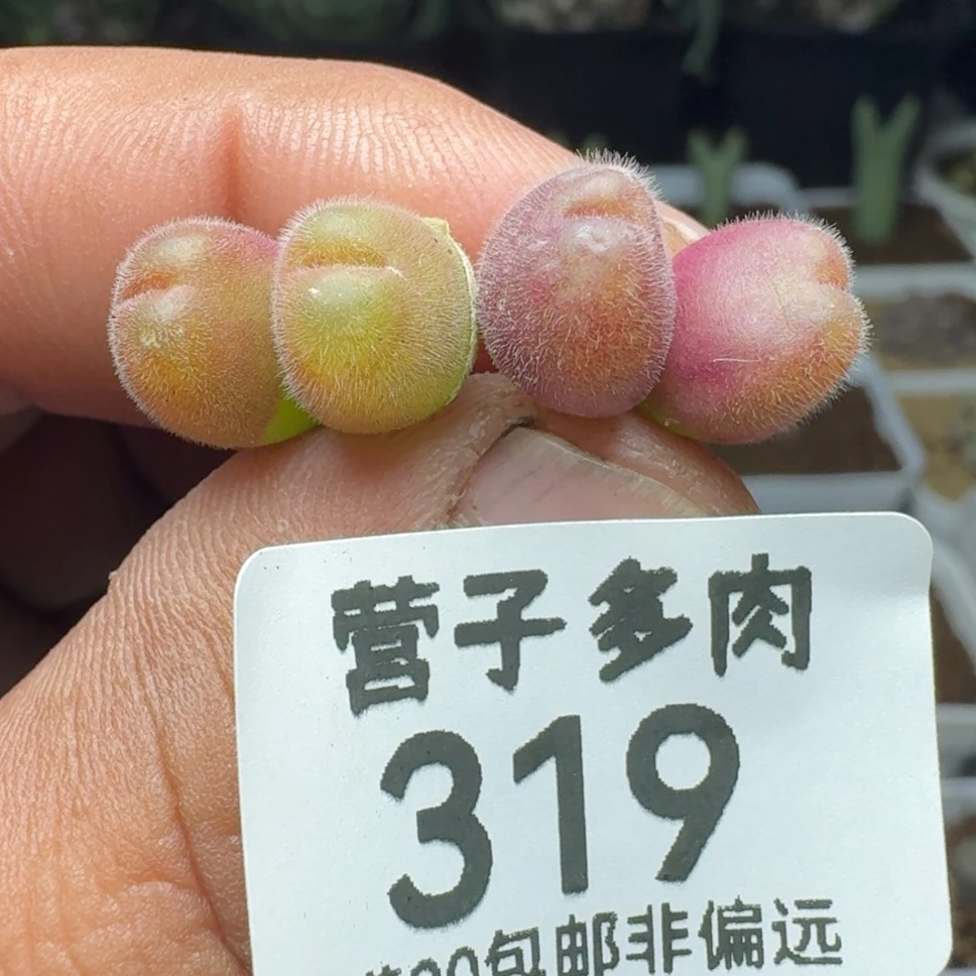 长毛两颗。