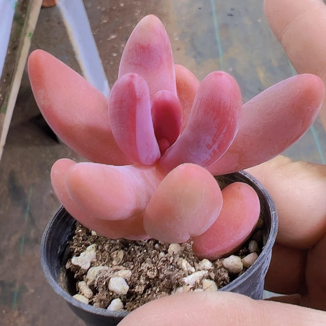 红手指19包邮多肉植物