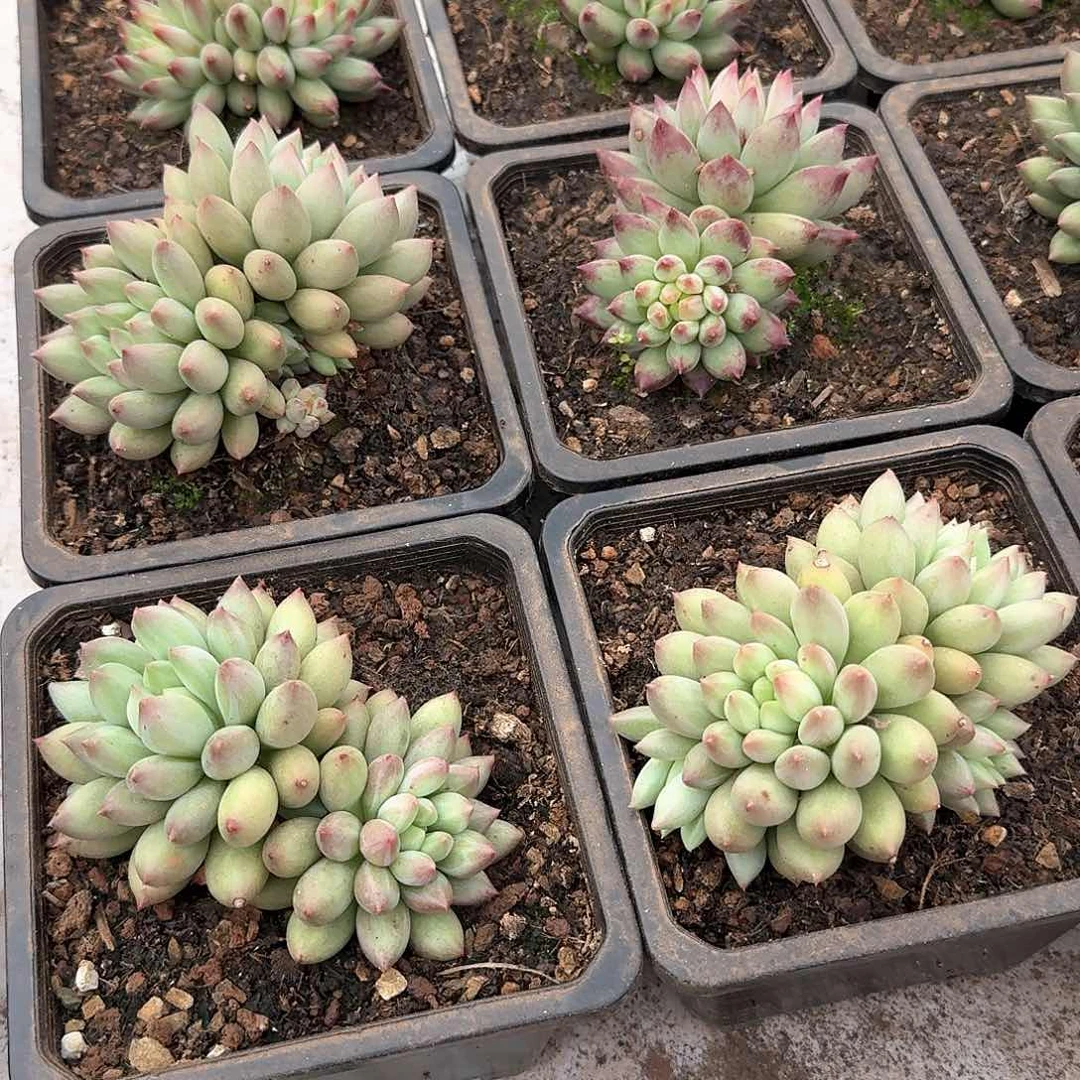 二代虞美人带杆子14公分