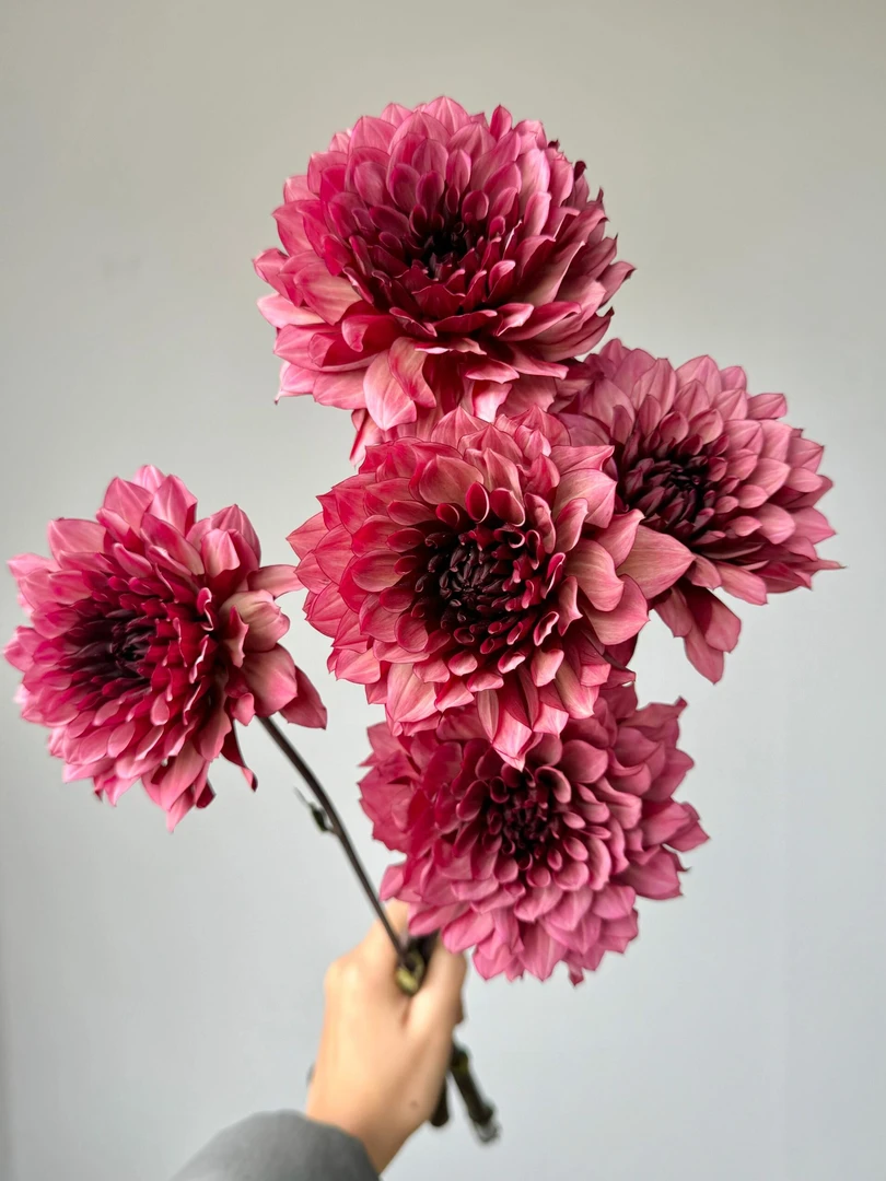 （焦糖玛奇朵）荷兰进口大丽花种球重瓣四季播种