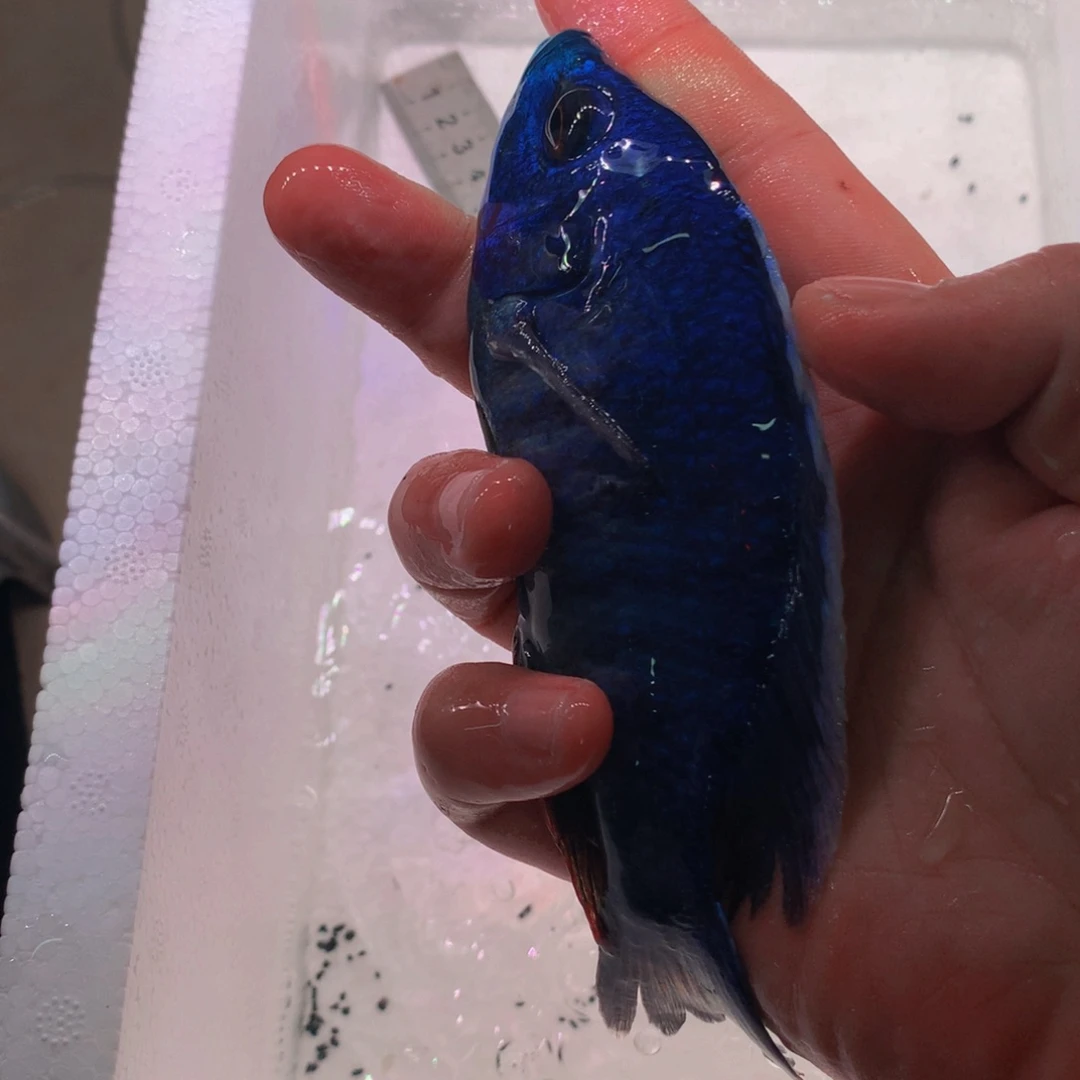 慈鲷鱼三湖慈鲷孔雀类