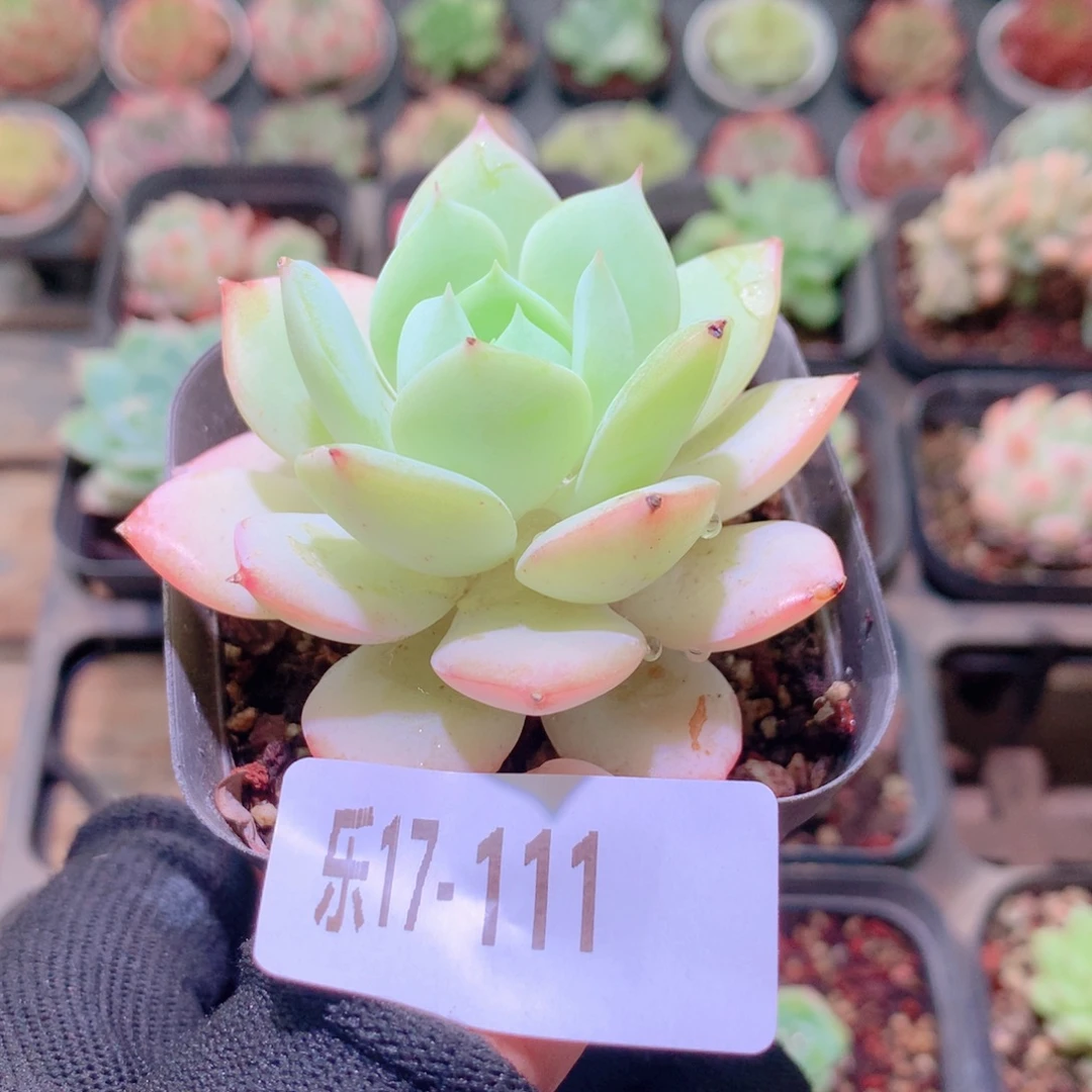 乐然17-111 静雪单头