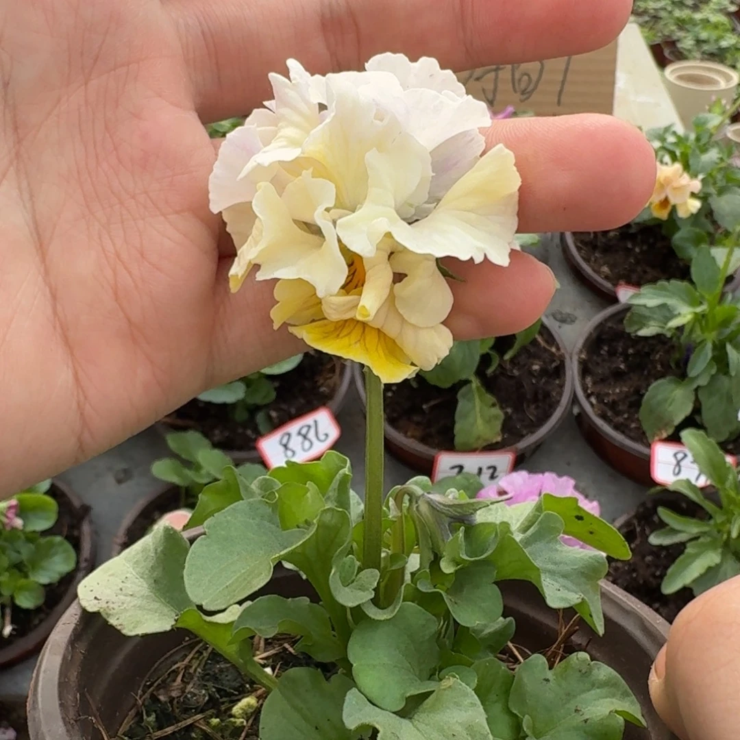 大部分花苞少量开放26