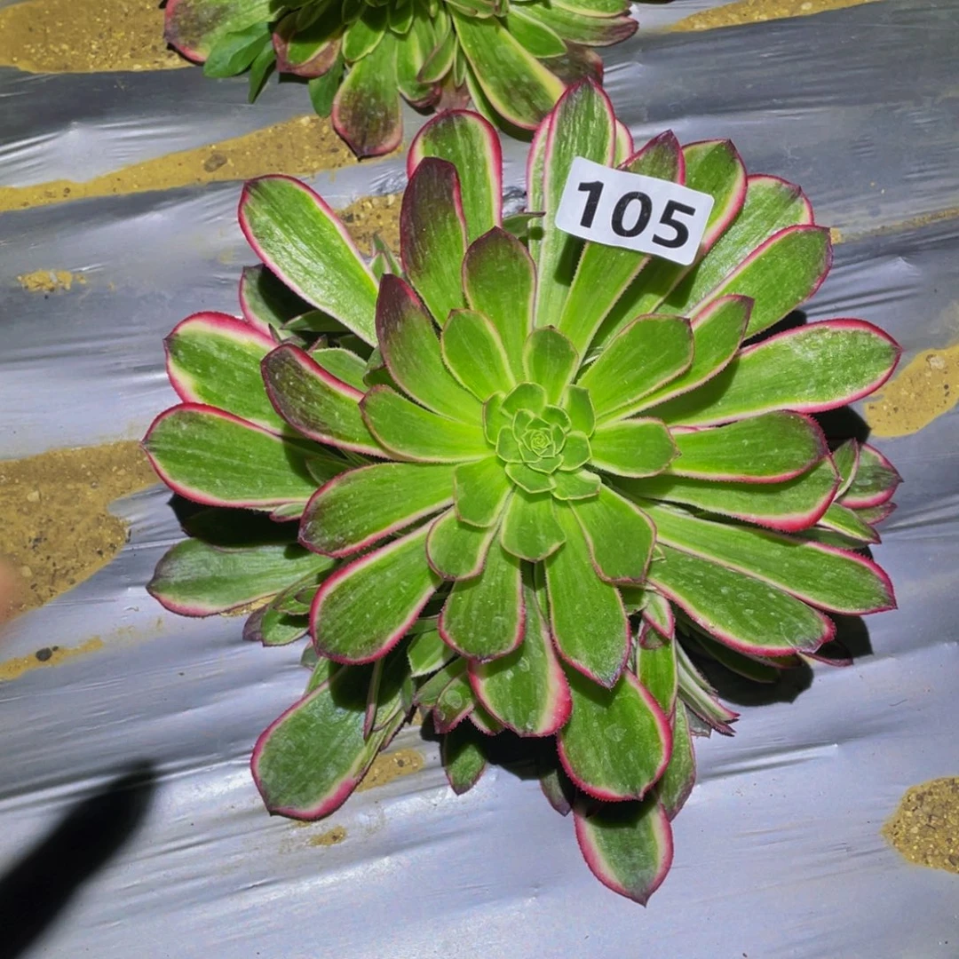 西施的润泽和多肉105