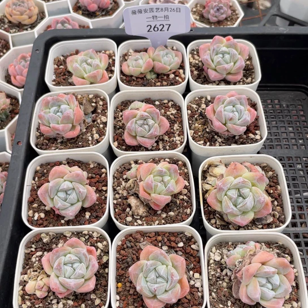 薇薇安园艺多肉2627