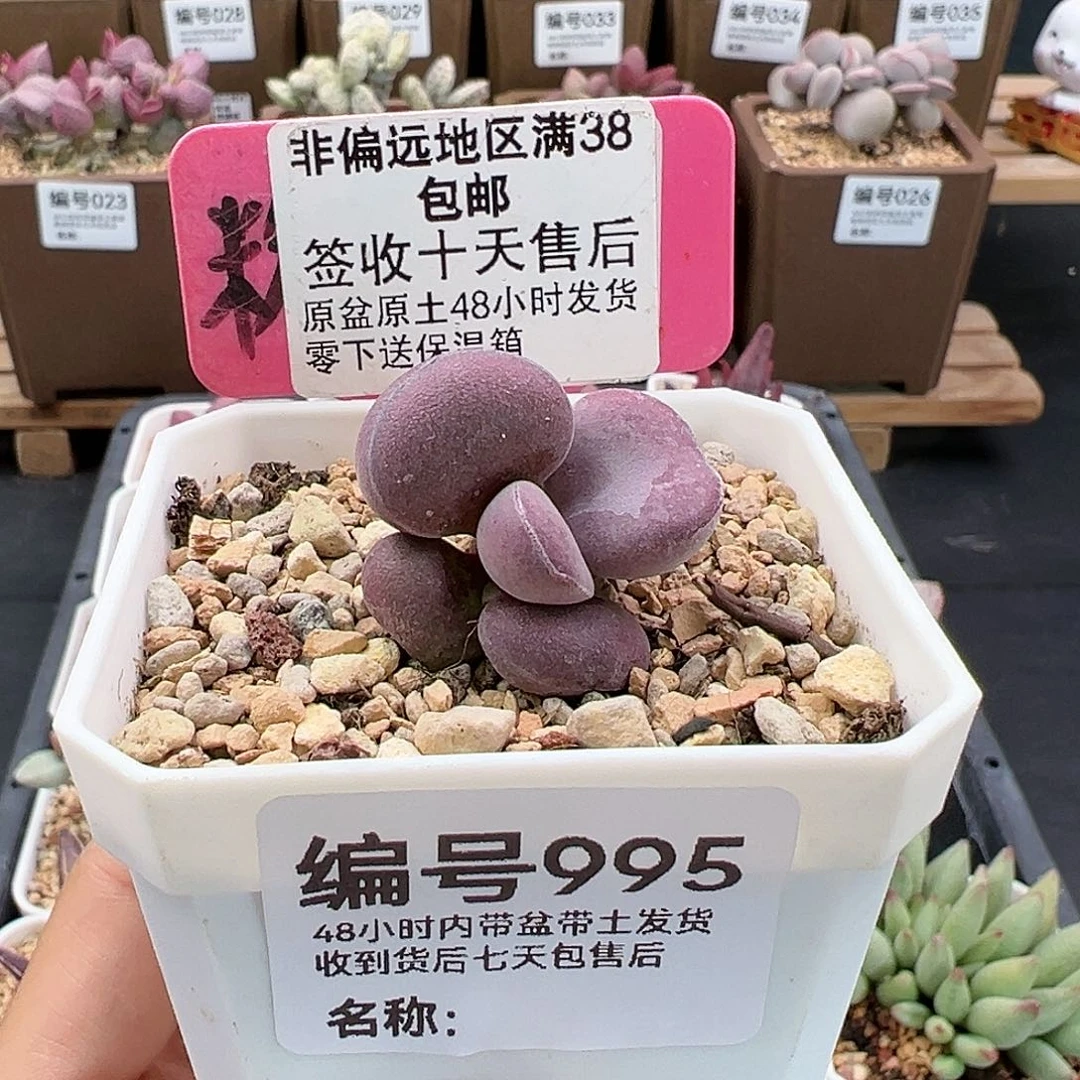 995球球紫蛋多肉