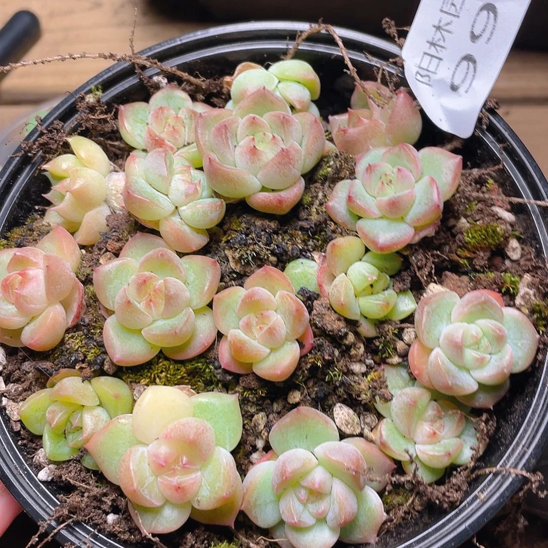 多肉植物多肉植物994