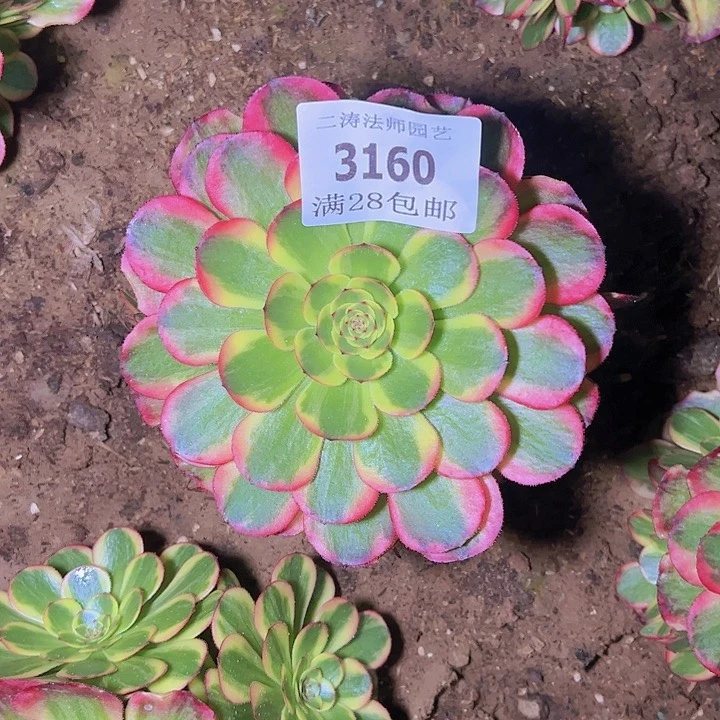 3160火狐多肉植物