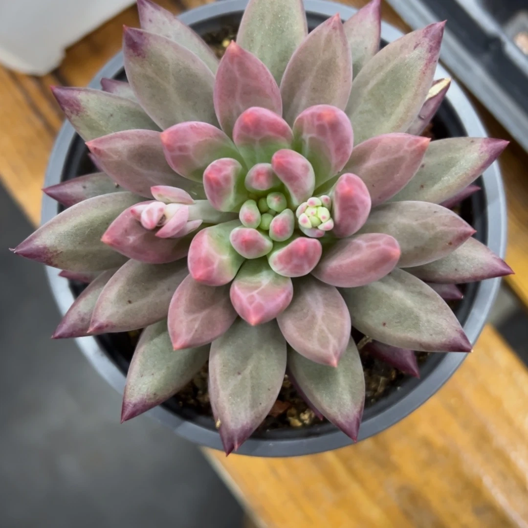 张张精品多肉虞美人