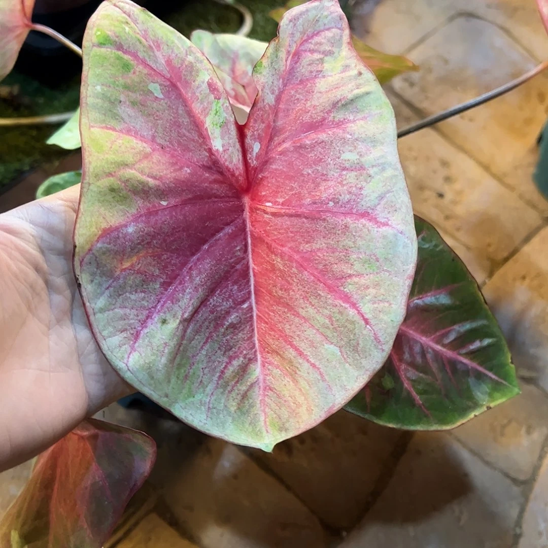 无花朵大球桃养定58