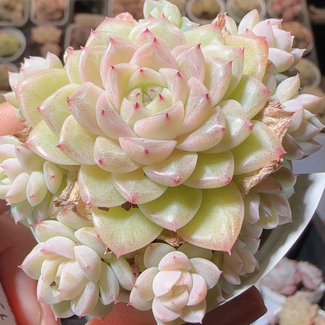 花语多肉1225-13整