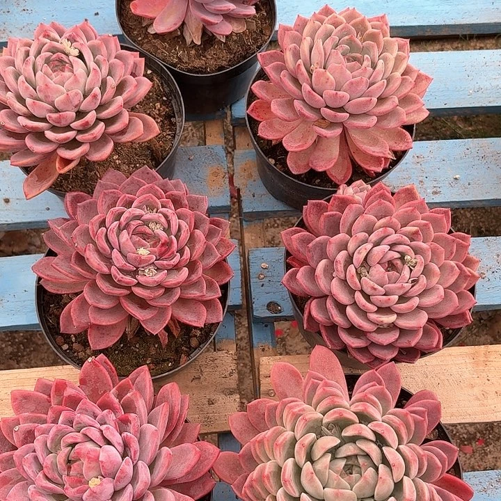 粉冰玉多肉00000000