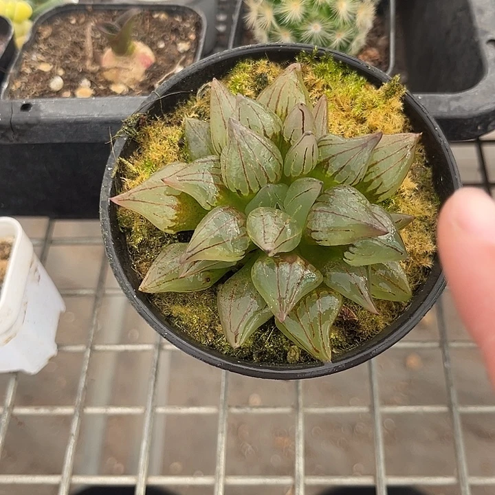 我也不知道我为什么要这样