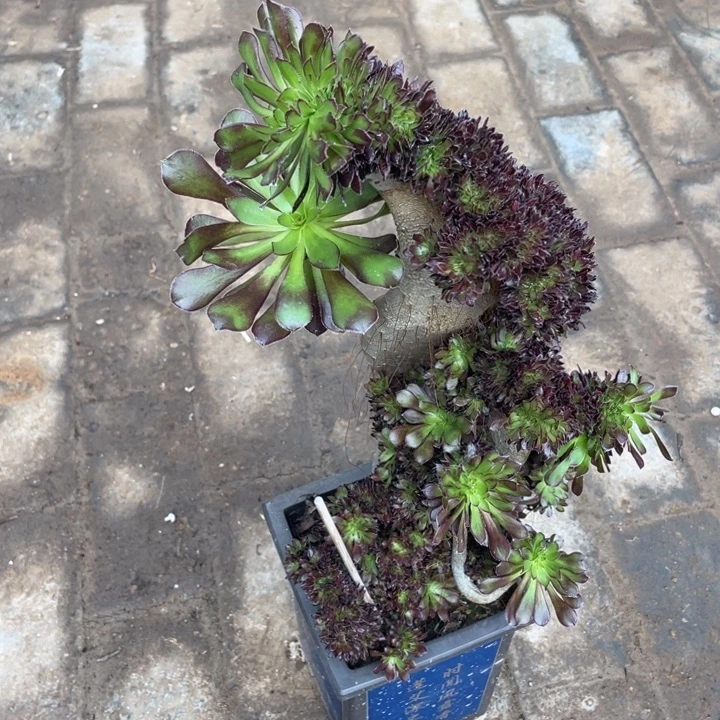 法师老桩缀化黑法