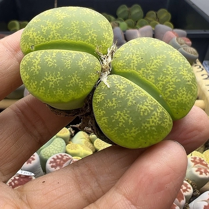 不*话194福利111111111111