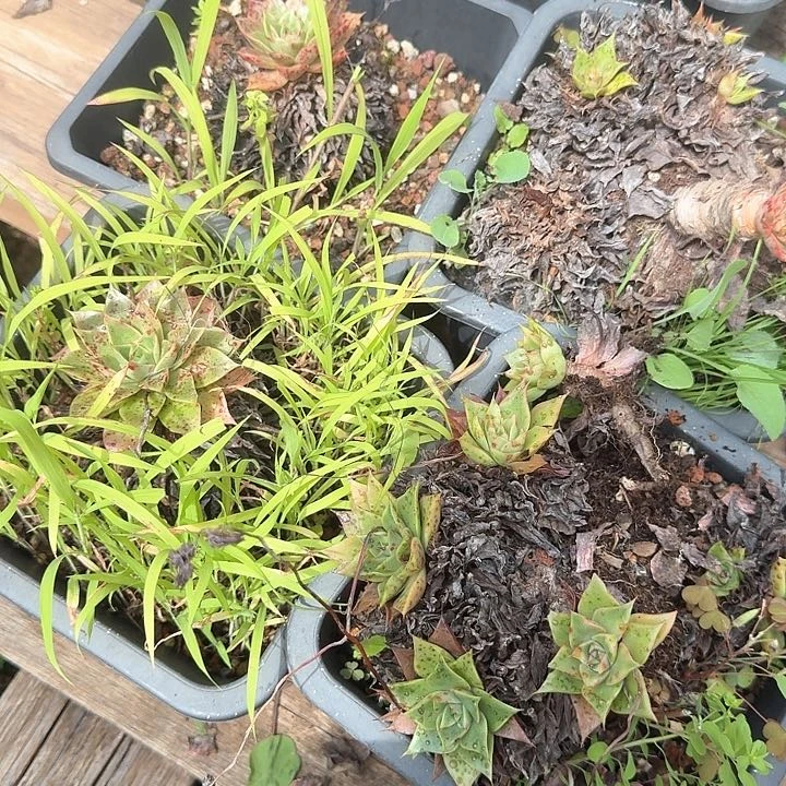 @****录组合福利出好养不售后