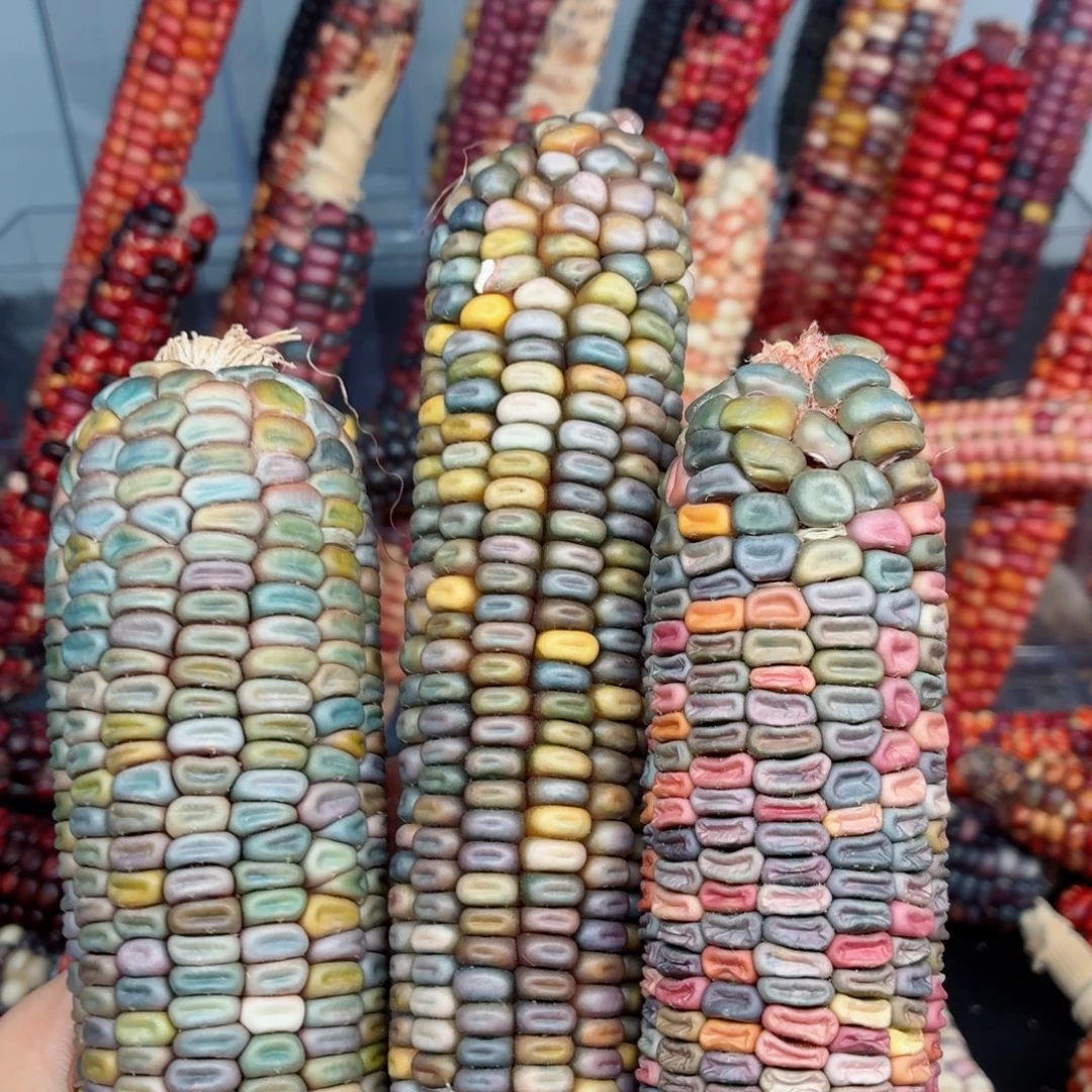 小***长吊坠白玉菩提文玩精品文玩精品