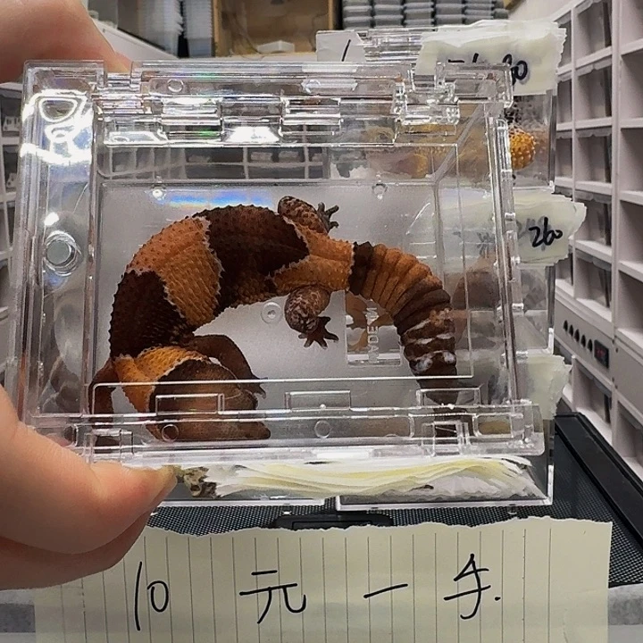 肥尾守宫原色111