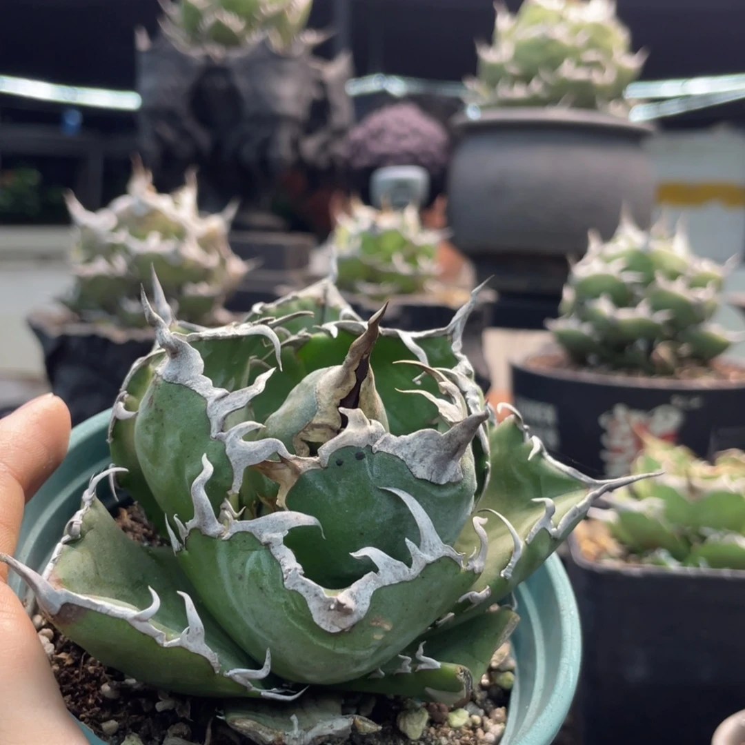 正白8888888888888888