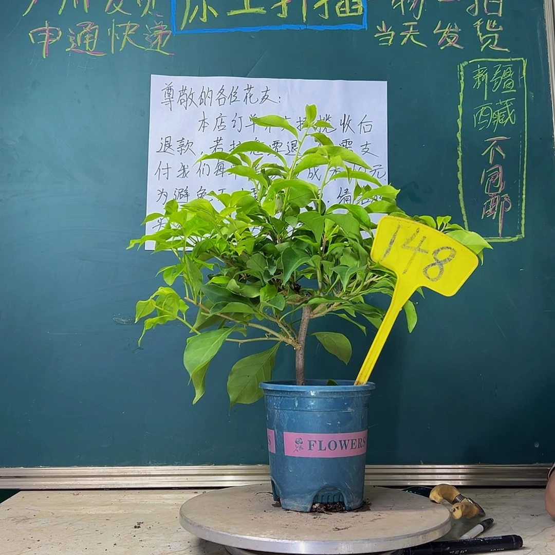 当前无花栽培后可以开花金夫人 148