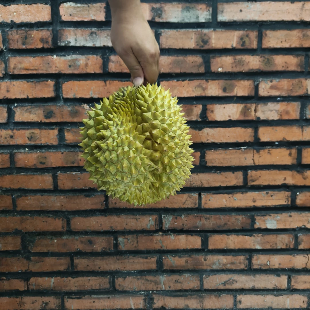 广州花都-小时达 {AA果} 树熟新鲜金枕核小保品质 - 一果一拍 （1.5斤起）榴莲同城配金枕泰国