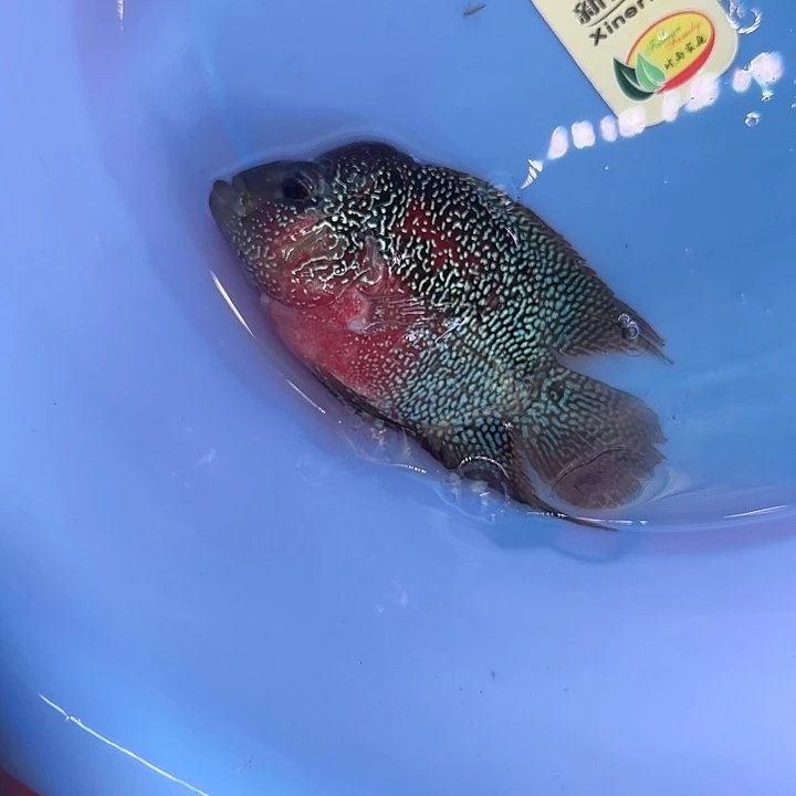 罗汉鱼aaaaaaaaaaass