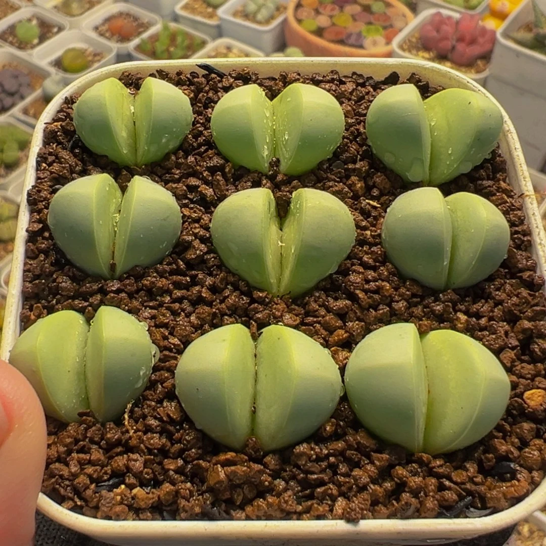 175多肉植物种类和
