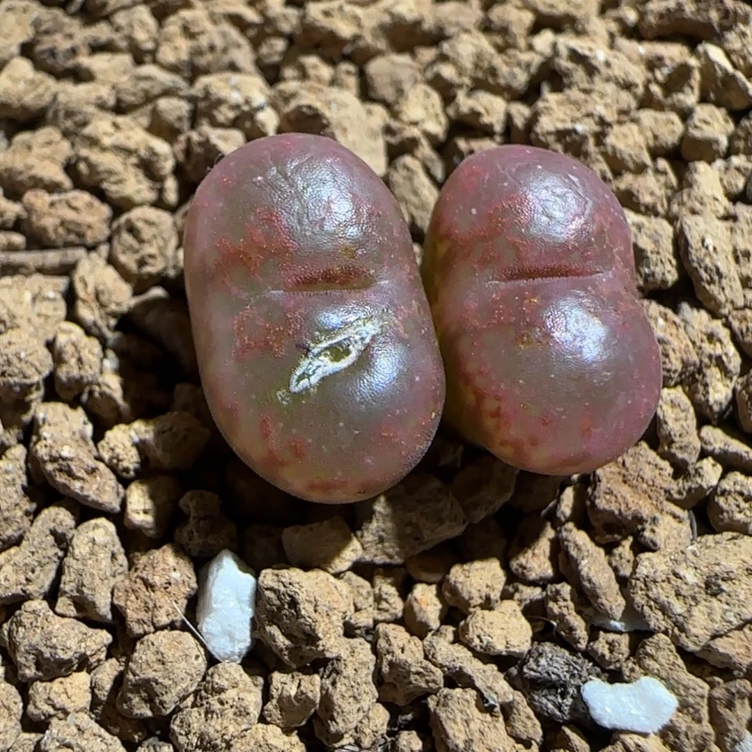 肉锥多肉植物组合-酒红勋章有疤436